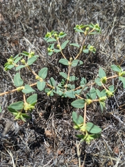 Euphorbia ocellata