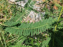 Sesbania cannabina