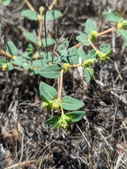 Euphorbia ocellata