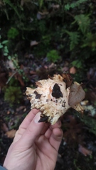 Russula austrodelica