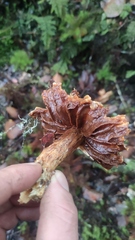 Russula austrodelica