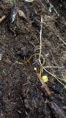 Mycena chusqueophila