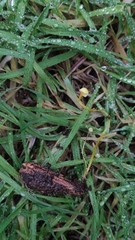 Mycena chusqueophila