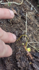 Mycena chusqueophila