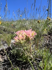 Castilleja angustifolia