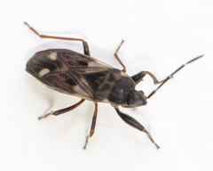 Eremocoris borealis