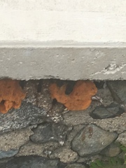Fungi