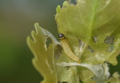 Tortrix viridana