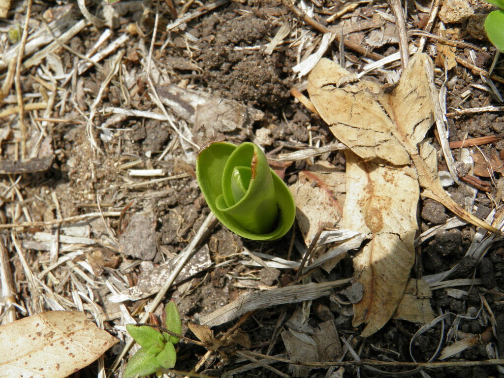 limestone adder's-tongue from Santa Fe, Zedec Sta Fé, Ciudad de México ...