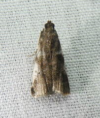 Acrobasis vaccinii