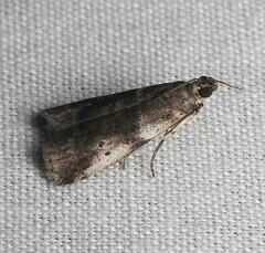 Acrobasis vaccinii