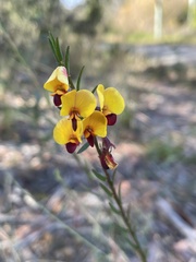 Bossiaea heterophylla