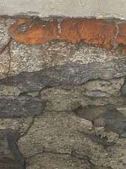 Fungi
