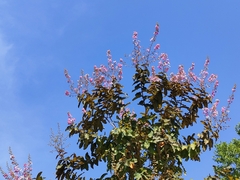 Lagerstroemia langkawiensis