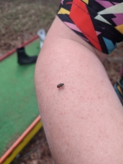 Dendroctonus rufipennis