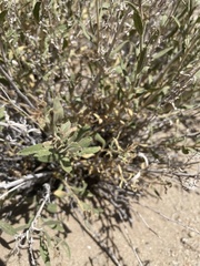Brickellia oblongifolia