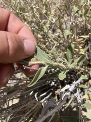 Brickellia oblongifolia
