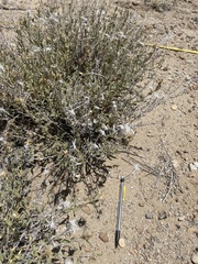 Brickellia oblongifolia