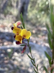 Bossiaea heterophylla