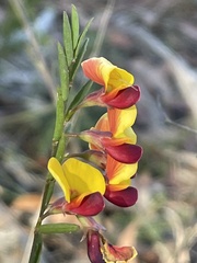 Bossiaea heterophylla