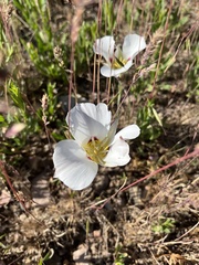 Calochortus nuttallii