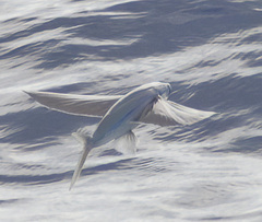 Cheilopogon