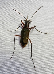 Oxygonia