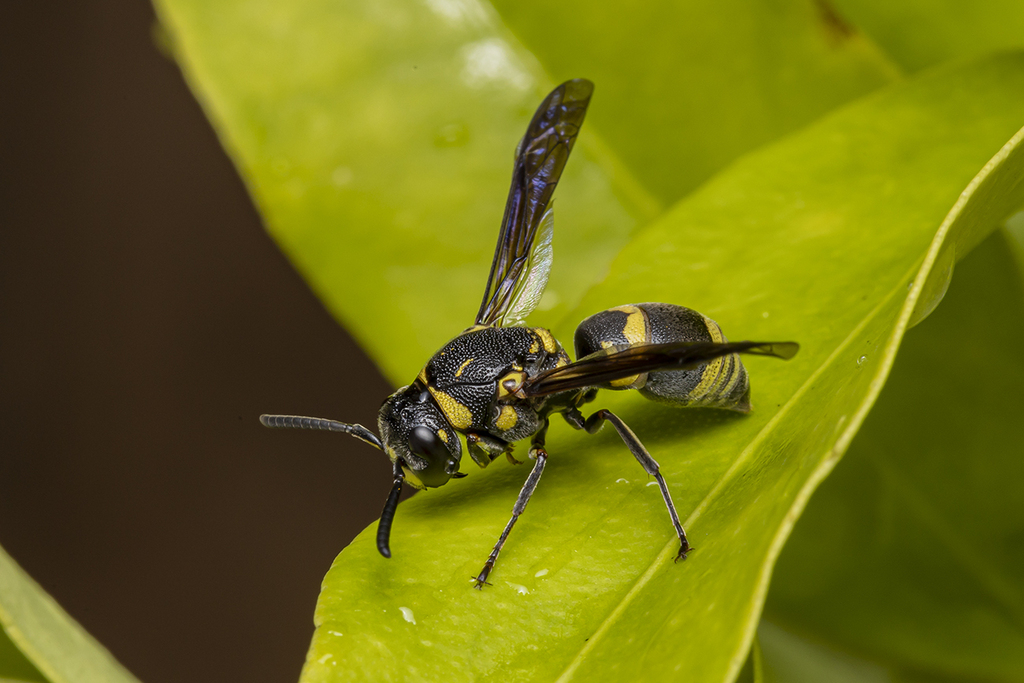 Euodynerus trilobus