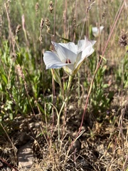 Calochortus nuttallii