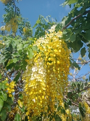 Cassia fistula