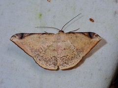 Luxiaria phyllosaria