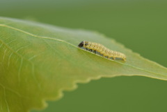 Tortrix viridana