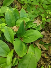 Clintonia borealis