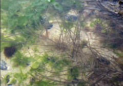 Chordaria flagelliformis