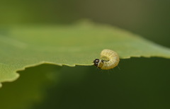 Tortrix viridana