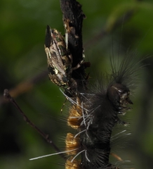 Eocanthecona concinna