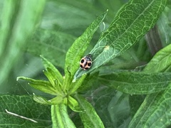 Platynaspidius maculosa