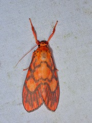 Ammatho roseororatus