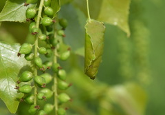 Tortrix viridana