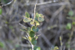 Azara dentata