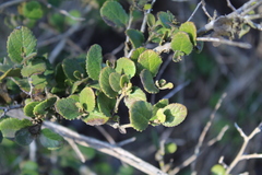 Azara dentata