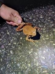 Xenophrys