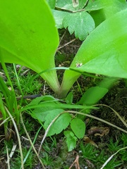 Clintonia borealis