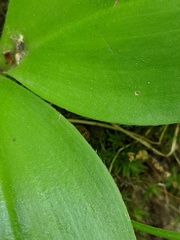 Clintonia borealis