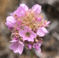 Armeria maritima californica