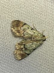 Epipaschia superatalis