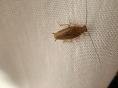 Chorisoneura texensis