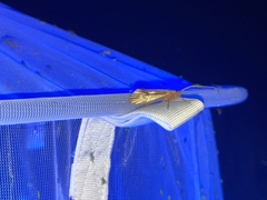 Platycentropus radiatus