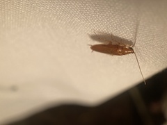 Chorisoneura texensis