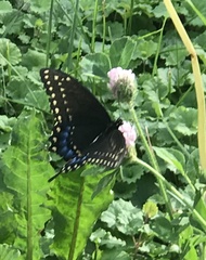 Papilio polyxenes